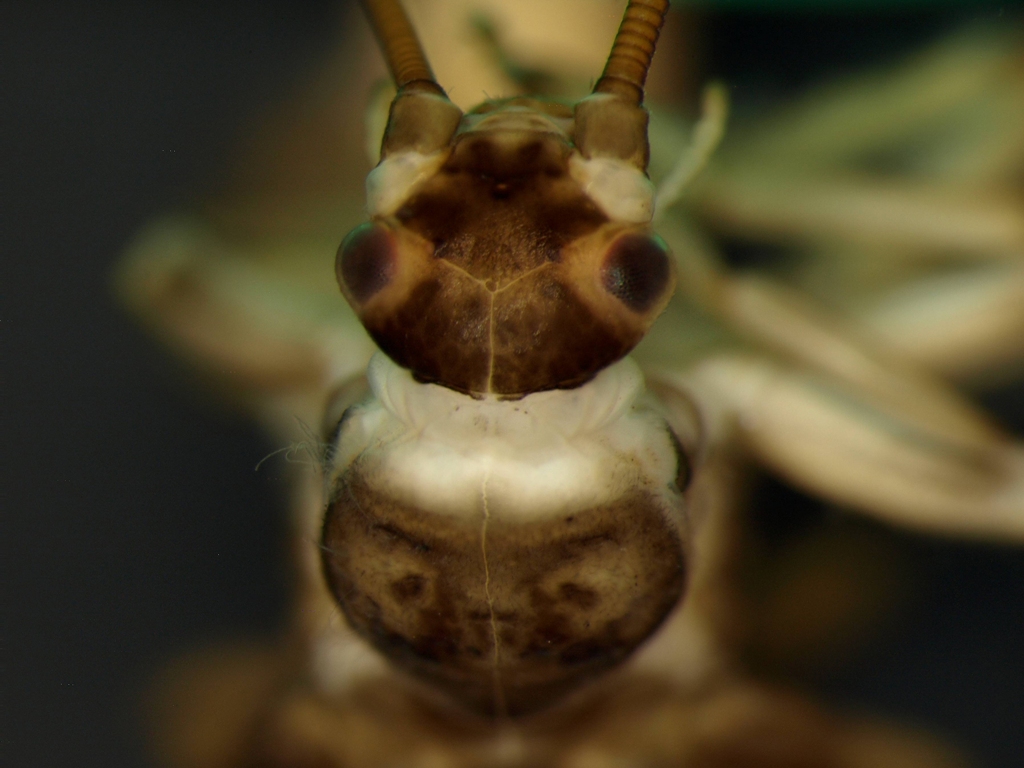 Rhabdiopteryx acuminata